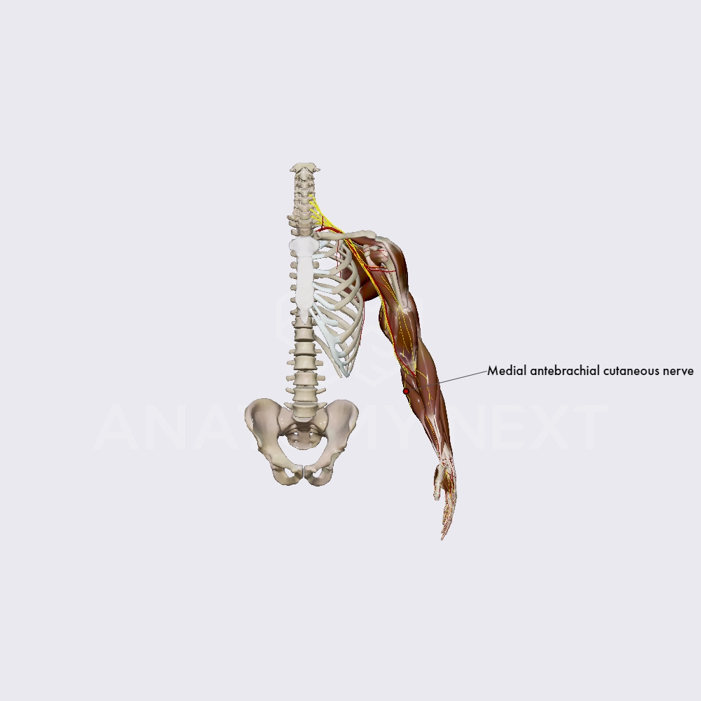 Medial antebrachial cutaneous nerve